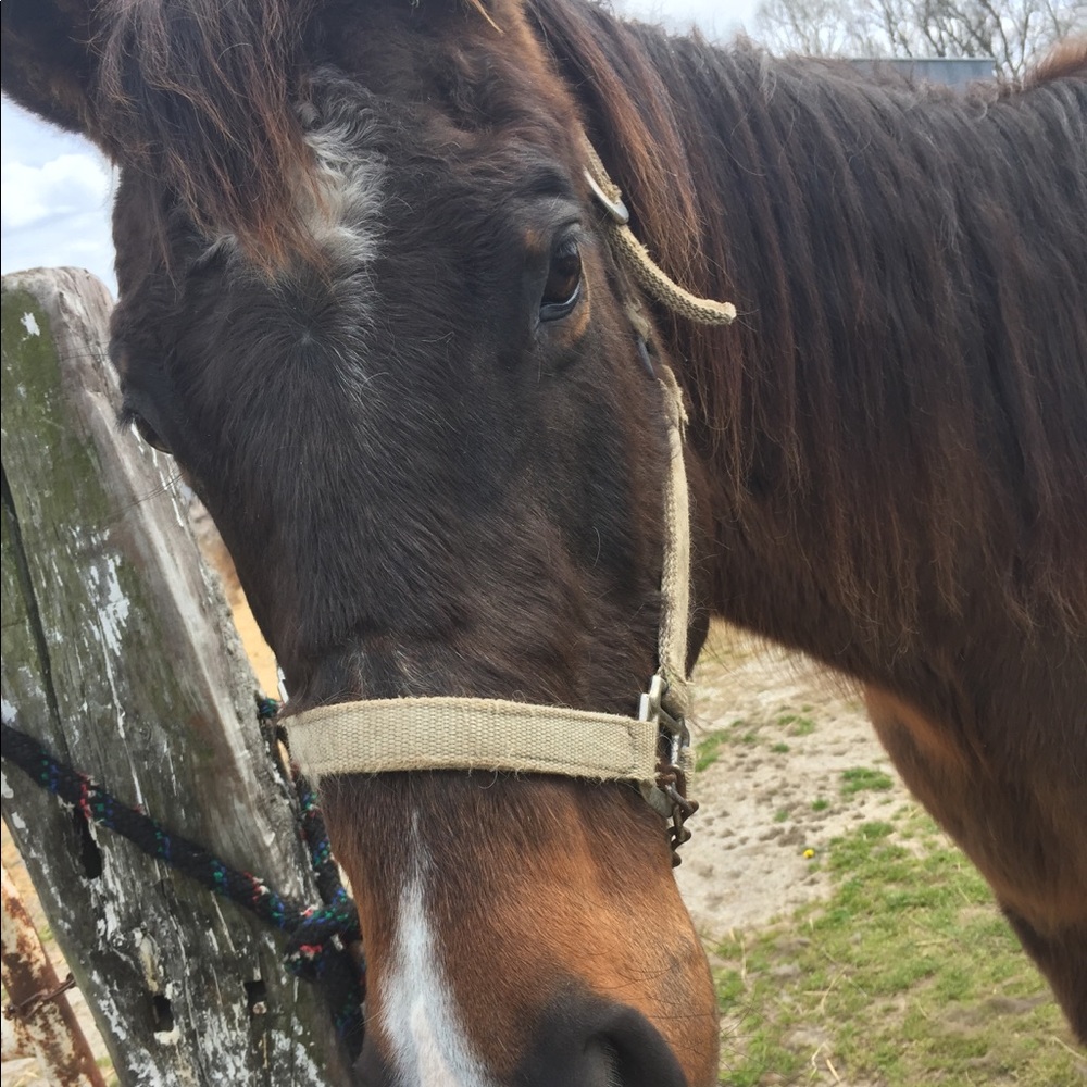 Meet your Posher, Ariel